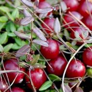 Саженец Клюква Бергман в контейнере